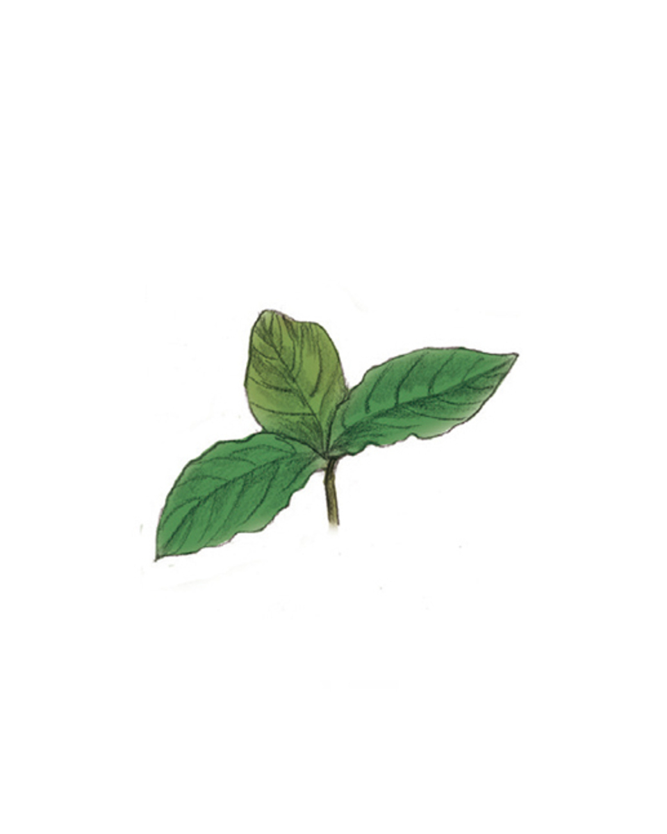 牛膝