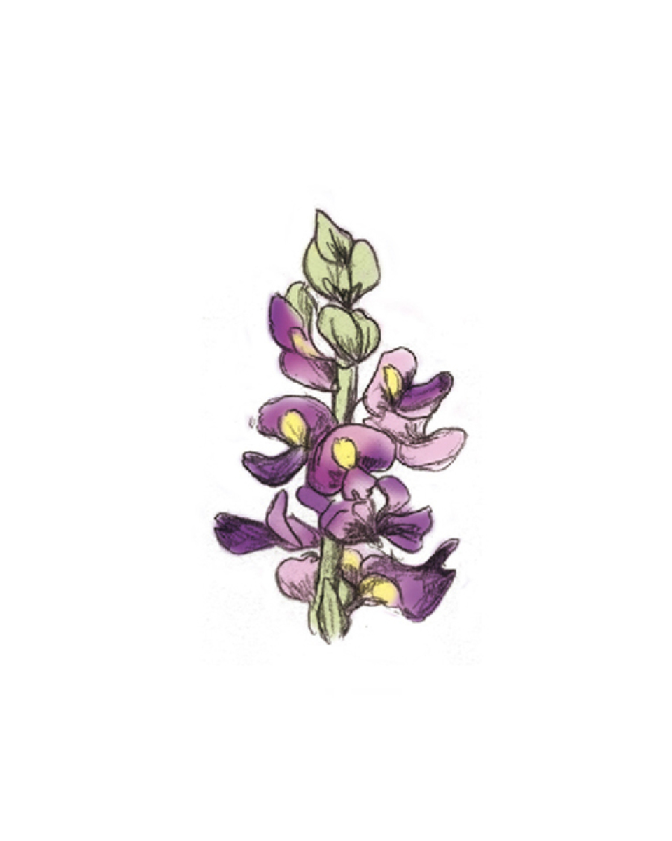 山葛