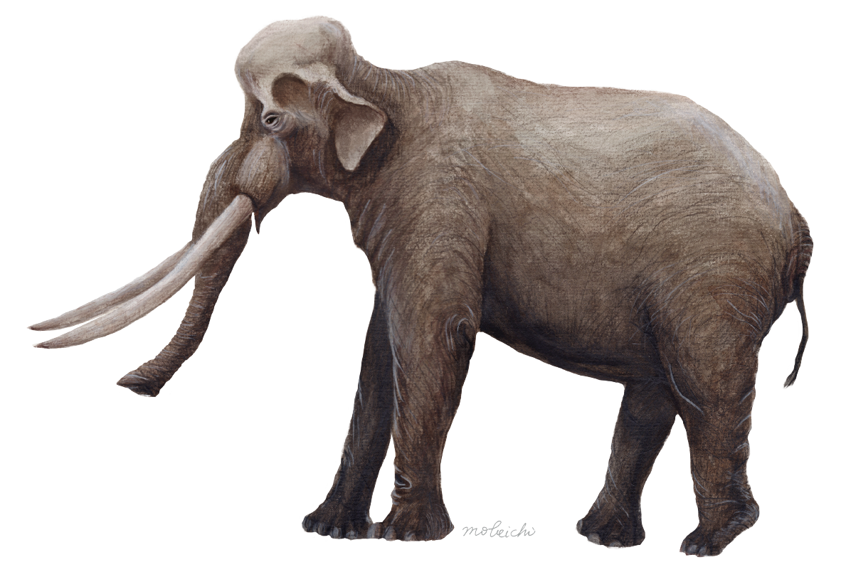 比暴龍還巨大的古菱齒象