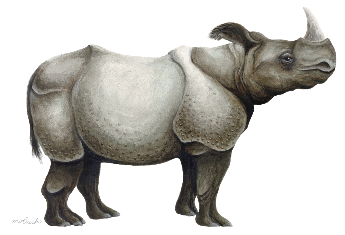 早期臺灣限定的早坂島犀