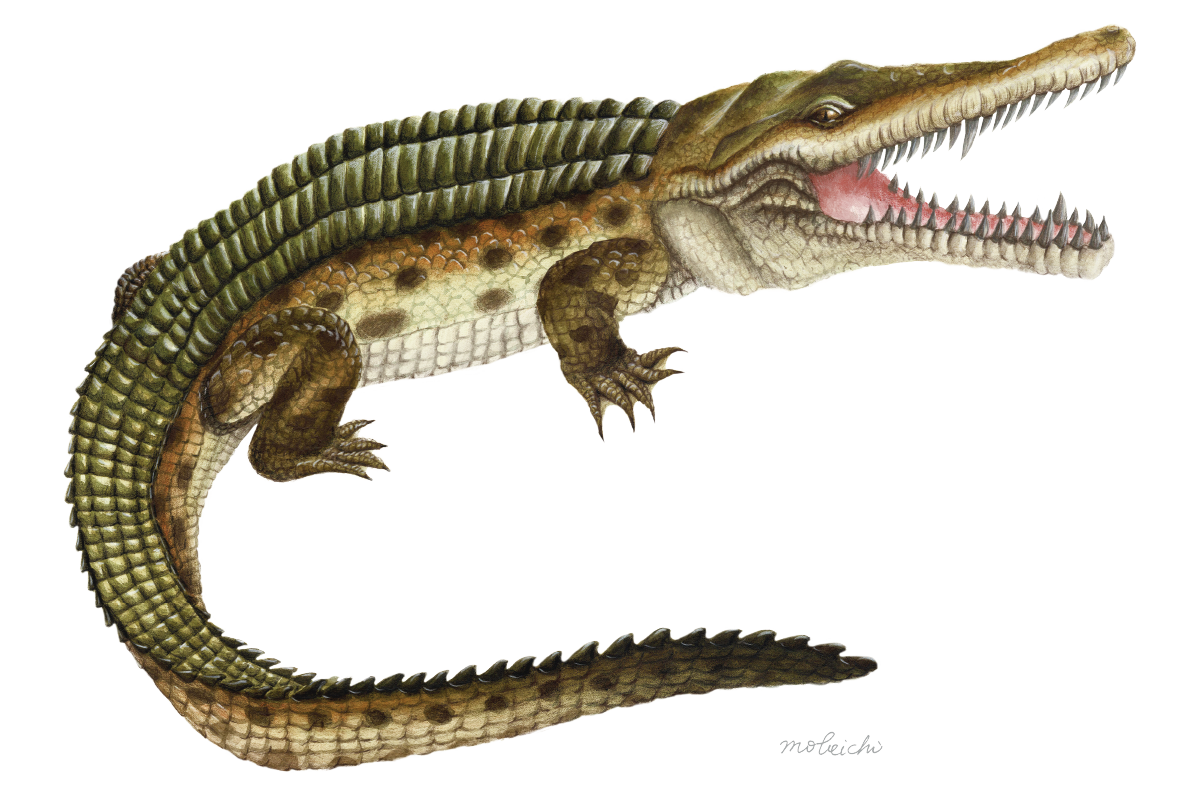 兼具可愛與強悍的豐玉姬鱷