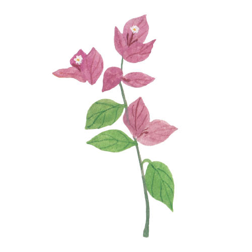 讓街頭變成畫布的九重葛