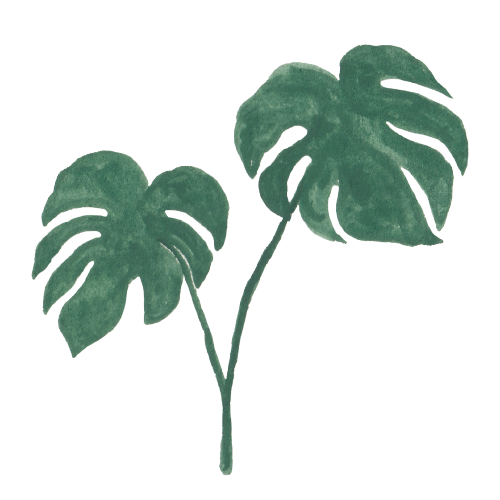 自雨林走進客廳的龜背芋