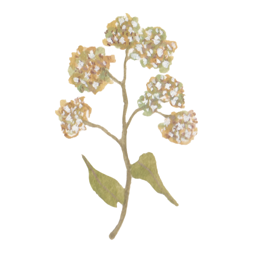 默默擴散到整座島的小花蔓澤蘭