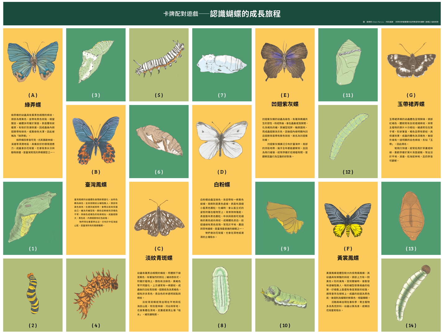 認識蝴蝶的成長旅程
