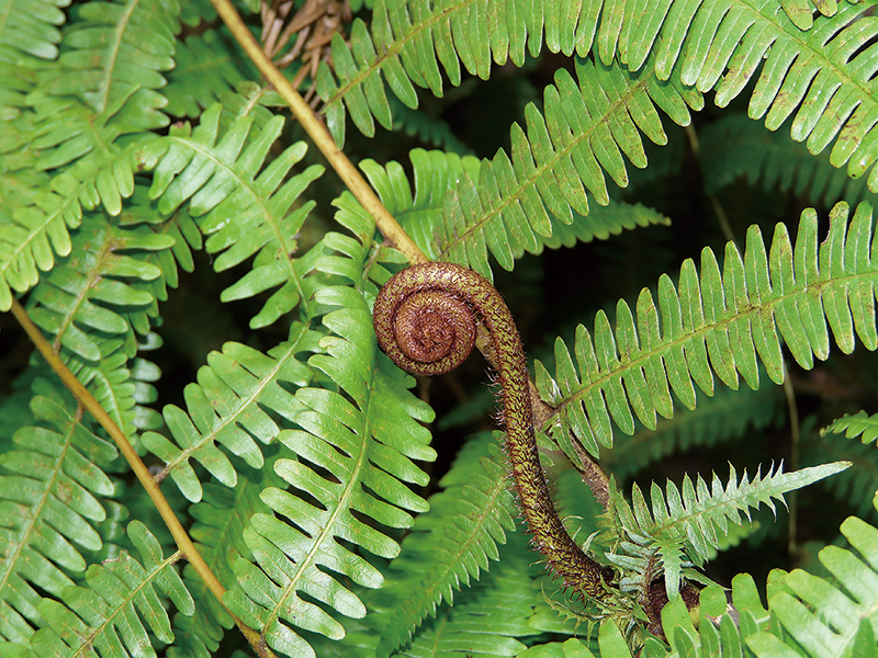 臺灣其實是蕨類王國？