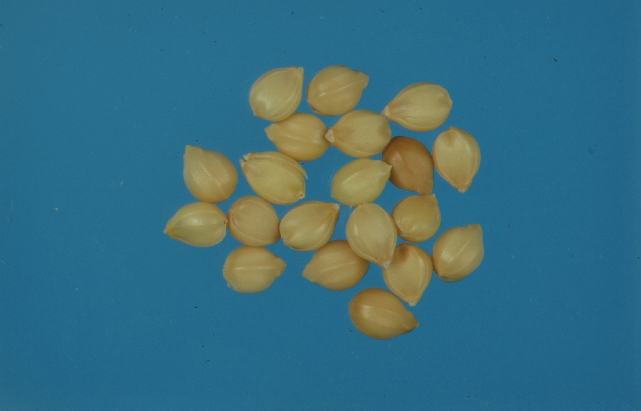 猜猜看這是誰的種子呢？_1