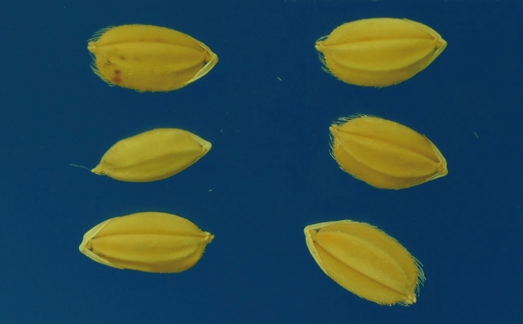 猜猜看這是誰的種子呢？_1