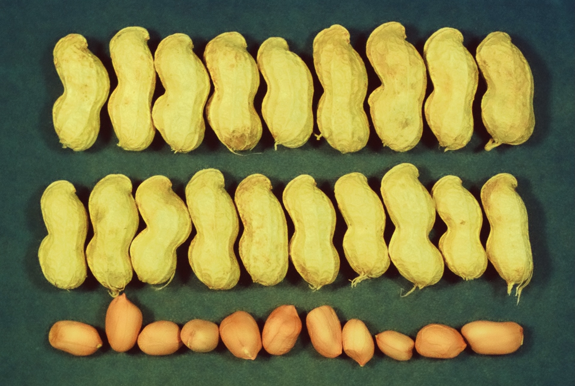 猜猜看這是誰的種子呢？_1