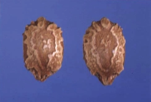 猜猜看這是誰的種子呢？_1