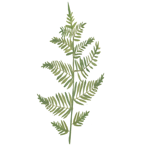 Diplazium esculentum(Retz.) Sw.