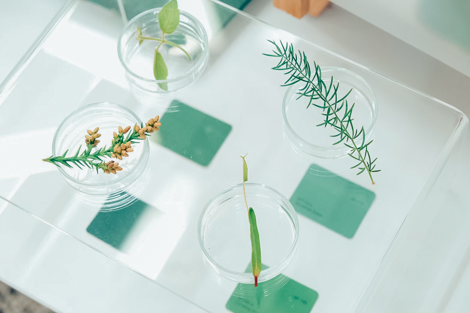 呂郁芬「微觀綠藝」課程中放在玻璃皿上的植物樣本